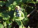 Polygonum Perfoliatum L. Otu